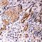 Annexin A10 antibody, PA2077, Boster Biological Technology, Immunohistochemistry frozen image 