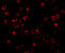 BCL2 Binding Component 3 antibody, 3041, ProSci, Immunofluorescence image 