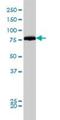 Dynamin 1 Like antibody, H00010059-M01, Novus Biologicals, Western Blot image 