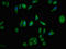 Neuronal Pentraxin 1 antibody, LS-C670809, Lifespan Biosciences, Immunofluorescence image 