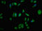 NP-I antibody, LS-C670809, Lifespan Biosciences, Immunofluorescence image 