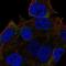 Carbonic Anhydrase 14 antibody, NBP1-87477, Novus Biologicals, Immunocytochemistry image 