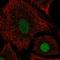 FIP antibody, HPA029764, Atlas Antibodies, Immunofluorescence image 