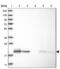 Mitochondrial Ribosomal Protein L12 antibody, NBP1-85216, Novus Biologicals, Western Blot image 