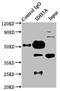 Isocitrate Dehydrogenase (NAD(+)) 3 Alpha antibody, LS-C670518, Lifespan Biosciences, Immunoprecipitation image 