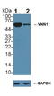 Vanin 1 antibody, LS-C296939, Lifespan Biosciences, Western Blot image 