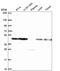 Myosin VB antibody, HPA069773, Atlas Antibodies, Western Blot image 