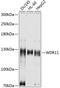 WD Repeat Domain 11 antibody, GTX66063, GeneTex, Western Blot image 