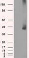 Mitogen-Activated Protein Kinase Kinase 1 antibody, NBP1-47833, Novus Biologicals, Western Blot image 