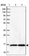 NudC Domain Containing 2 antibody, NBP2-38343, Novus Biologicals, Western Blot image 