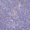 Serpin Family B Member 10 antibody, PA5-63751, Invitrogen Antibodies, Immunohistochemistry frozen image 