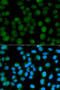 Emerin antibody, STJ23533, St John