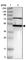 VRK Serine/Threonine Kinase 1 antibody, HPA017929, Atlas Antibodies, Western Blot image 