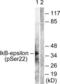 NFKB Inhibitor Epsilon antibody, LS-C199101, Lifespan Biosciences, Western Blot image 