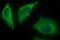 Parvin Alpha antibody, NBP2-46326, Novus Biologicals, Immunofluorescence image 