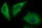 Matrix-remodeling-associated protein 2 antibody, NBP2-46326, Novus Biologicals, Immunofluorescence image 