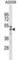 Ring Finger And FYVE Like Domain Containing E3 Ubiquitin Protein Ligase antibody, abx031019, Abbexa, Western Blot image 