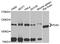 Polo Like Kinase 4 antibody, A01947, Boster Biological Technology, Western Blot image 