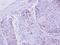Zinc Finger Protein 530 antibody, NBP2-21023, Novus Biologicals, Immunohistochemistry frozen image 