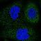 MINDY Lysine 48 Deubiquitinase 4 antibody, HPA030129, Atlas Antibodies, Immunofluorescence image 