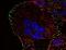Phosphotyrosine antibody, MA1-10443, Invitrogen Antibodies, Immunofluorescence image 