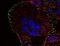 Phosphotyrosine antibody, MA1-10443, Invitrogen Antibodies, Immunofluorescence image 