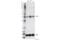 Homeobox D9 antibody, 62883S, Cell Signaling Technology, Western Blot image 