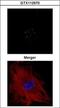 Coilin antibody, GTX112570, GeneTex, Immunocytochemistry image 