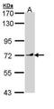 VANGL Planar Cell Polarity Protein 1 antibody, PA5-29088, Invitrogen Antibodies, Western Blot image 