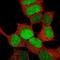 SRY-Box 4 antibody, NBP2-61420, Novus Biologicals, Immunofluorescence image 