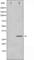 BCL2 Like 1 antibody, abx011693, Abbexa, Western Blot image 