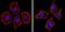 Spectrin Beta, Erythrocytic antibody, GTX22808, GeneTex, Immunocytochemistry image 
