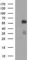 Tubulin Alpha 1b antibody, LS-C338129, Lifespan Biosciences, Western Blot image 