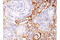 Von Willebrand Factor antibody, 65707T, Cell Signaling Technology, Immunohistochemistry paraffin image 