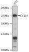 Kinesin Family Member 13A antibody, A15880, ABclonal Technology, Western Blot image 