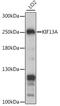 Kinesin-like protein KIF13A antibody, A15880, ABclonal Technology, Western Blot image 