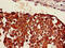 Sestrin 1 antibody, CSB-PA021095LA01HU, Cusabio, Immunohistochemistry frozen image 