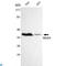 Protein Arginine Methyltransferase 6 antibody, LS-C813099, Lifespan Biosciences, Western Blot image 
