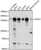 SURP And G-Patch Domain Containing 2 antibody, A15378, ABclonal Technology, Western Blot image 