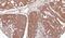 Ribosomal Protein L5 antibody, NBP1-31413, Novus Biologicals, Immunohistochemistry paraffin image 