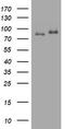 Nibrin antibody, LS-C175612, Lifespan Biosciences, Western Blot image 