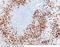P50116 antibody, 11145-R209, Sino Biological, Immunohistochemistry frozen image 