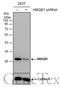 High Mobility Group Box 1 antibody, GTX101277, GeneTex, Western Blot image 