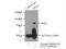 Polo Like Kinase 2 antibody, 15956-1-AP, Proteintech Group, Immunoprecipitation image 