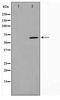 Spindle Apparatus Coiled-Coil Protein 1 antibody, TA347706, Origene, Western Blot image 