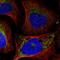 Eukaryotic Translation Initiation Factor 2A antibody, HPA036256, Atlas Antibodies, Immunofluorescence image 