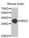 Musashi RNA Binding Protein 2 antibody, abx004614, Abbexa, Western Blot image 