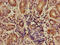 Angiopoietin-related protein 7 antibody, CSB-PA001715LA01HU, Cusabio, Immunohistochemistry paraffin image 