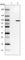 EPS8 Like 2 antibody, HPA041143, Atlas Antibodies, Western Blot image 