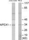Apurinic/Apyrimidinic Endodeoxyribonuclease 1 antibody, EKC1700, Boster Biological Technology, Western Blot image 